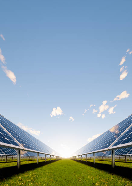 بهینهسازی زنجیره تامین مرکبات با طراحی وبسایت