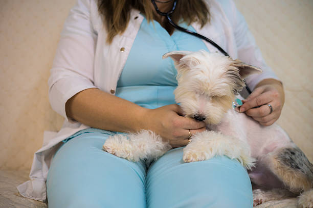 شخصیسازی خدمات بیمه حیوانات خانگی با استفاده از دادههای CRM