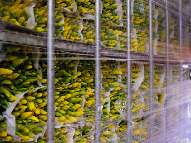 وبسایت فروشگاهی برای فروش آنلاین پسته مرودشت