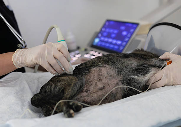 طراحی وبسایت برای خدمات اضطراری حیوانات