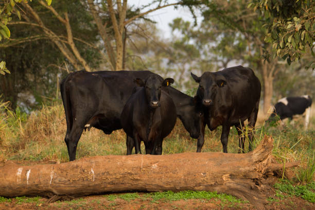 دامداری در مازندران و تولید لبنیات محلی برای فروش آنلاین