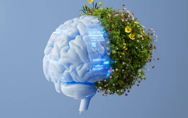 استراتژی دیجیتال مزرعه برای فروش آنلاین محصولات