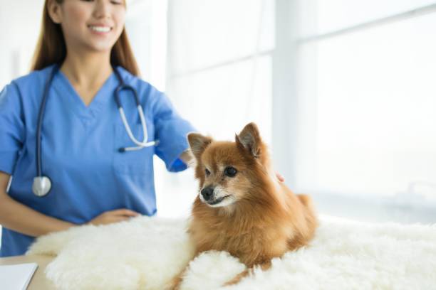 مدیریت کلینیک حیوانات در گرگان