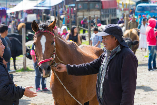 فروش و بازاریابی آنلاین پرورش اسب ترکمن