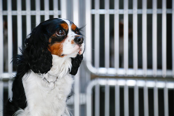 سلامت هوشمند حیوانات خانگی و خدمات آنلاین دامپزشکی