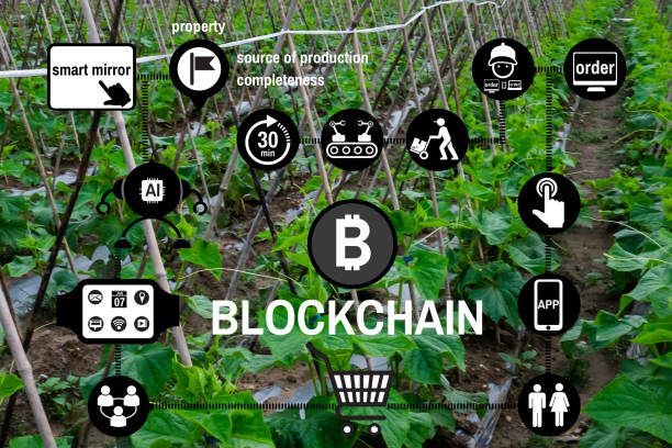 بازاریابی صادراتی حبوبات با فناوری بلاکچین و وبسایت B2B