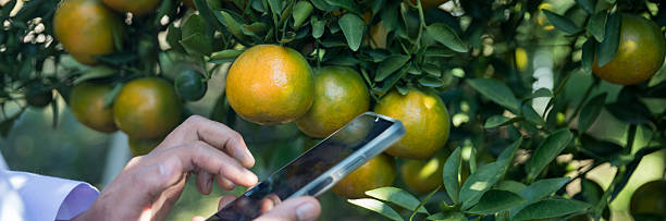 برندینگ دیجیتال کشاورزی و فروش آنلاین مرکبات دزفول؛ برداشت پرتقال از باغ