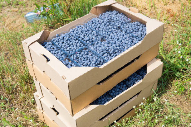 صادرات محصولات کشاورزی با بسته‌بندی مدرن و قابل ردیابی