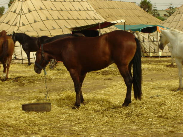 فروش اسب ترکمن در یک وبسایت بینالمللی طراحی شده برای مراکز پرورش اسب