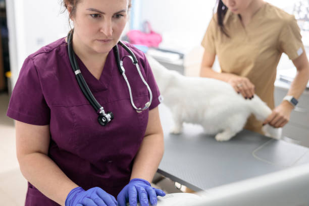 خدمات آنلاین دامپزشکی با یکپارچهسازی اینترنت اشیا