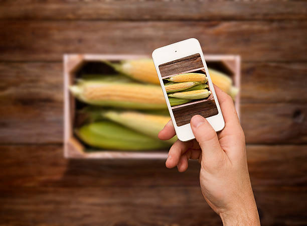 اینستاگرام مارکتینگ کشاورزی و تولید محتوای جذاب برای فروش محصول