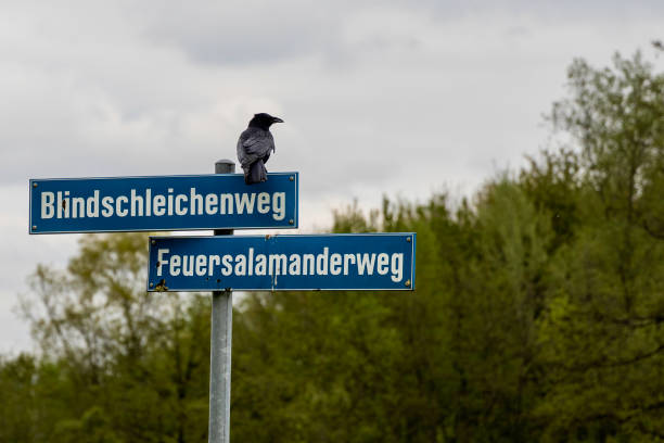 هدف گذاری محلی دقیق برای افزایش سفارش آنلاین فست فود