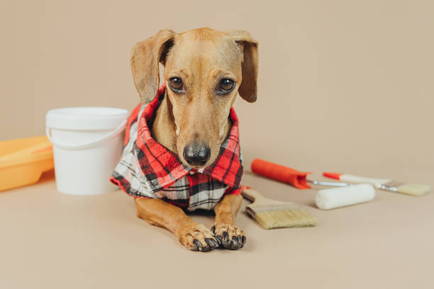 مراحل برنامهریزی طراحی وبسایت و CRM برای کلینیک دامپزشکی در شیراز توسط پینو سایت