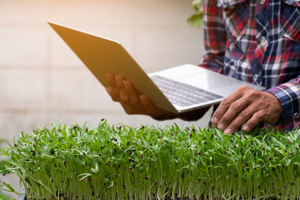 اهمیت طراحی وبسایت در ایران برای فروش آنلاین محصولات کشاورزی و گلخانهای