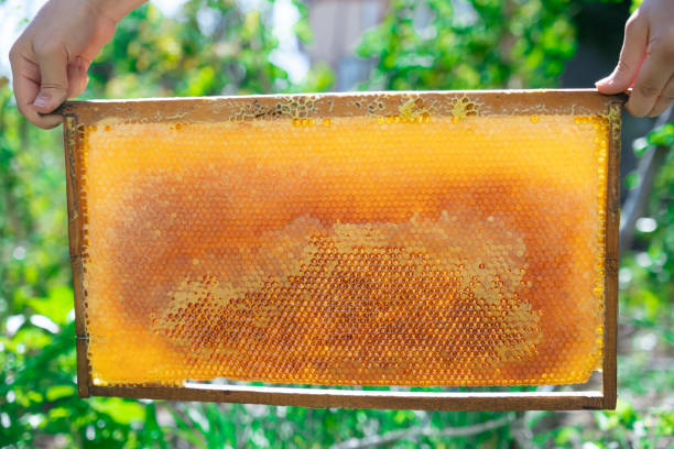 برندسازی عسل طبیعی و فروش آنلاین با استراتژی بازاریابی محتوایی و سئوی قوی در گرگان