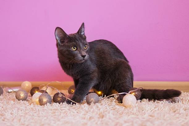 سئو و بازاریابی دیجیتال برای وبسایت AR فرش