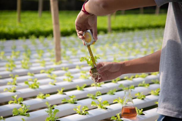 گلخانه هوشمند و بررسی کیفیت محصولات برای صادرات با استفاده از اینترنت اشیا کشاورزی