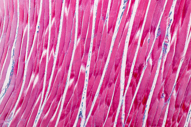 یادگیری تعاملی زبان با پلتفرم اختصاصی