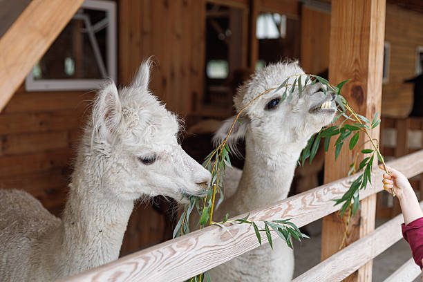 فروش مستقیم محصولات ارگانیک از دامداریهای همدان