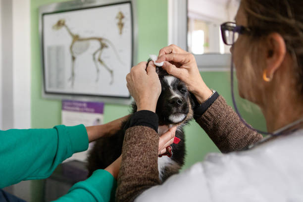 افزایش مراجعین کلینیک دامپزشکی با ارائه خدمات تخصصی