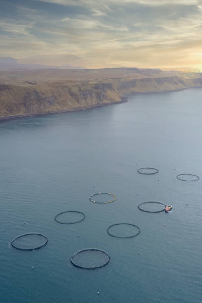 بازاریابی محتوایی B2B برای مزارع پرورش ماهی در مازندران