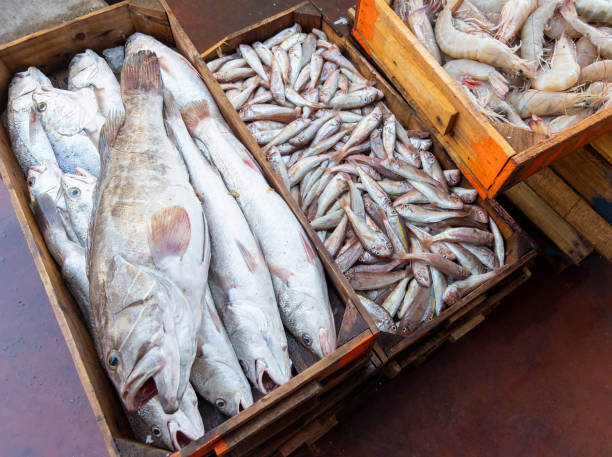 بازاریابی مستقیم به مصرف‌کننده برای فروش ماهی تازه