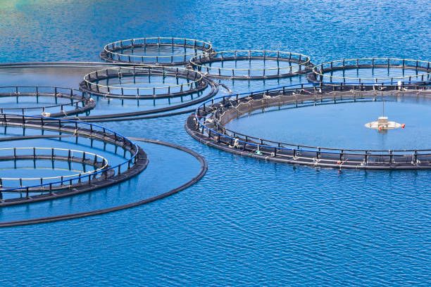 سئو B2B برای مزارع پرورش ماهی در رشت و فروش آنلاین