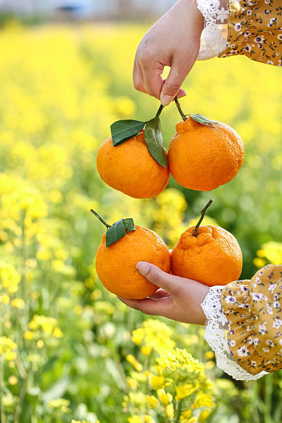 فروش مستقیم مرکبات ارگانیک از باغ‌های ساری با طراحی سایت D2C