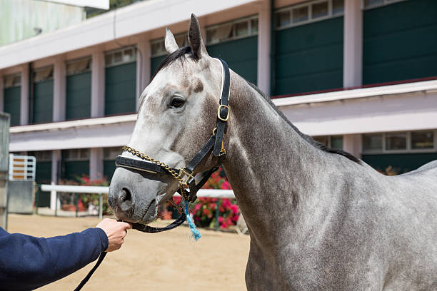 فروش اسب اصیل ترکمن با طراحی وبسایت حرفه‌ای