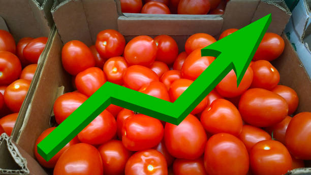 نمودار رشد و افزایش فروش محصولات کشاورزی با استراتژی سئو