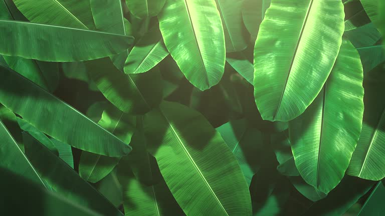 سئو محتوایی برای فروشگاه محصولات ارگانیک در خرمآباد و جذب مشتریان سلامتمحور