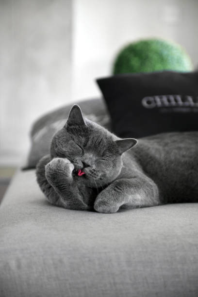 بهینه سازی نقشه گوگل برای آرایشگاه گربه در عظیمیه کرج