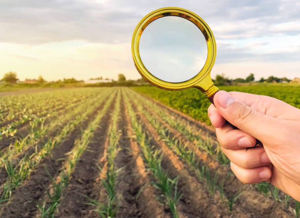 بهینهسازی و سئو محصولات کشاورزی برای فروش آنلاین و افزایش بازدید از گوگل