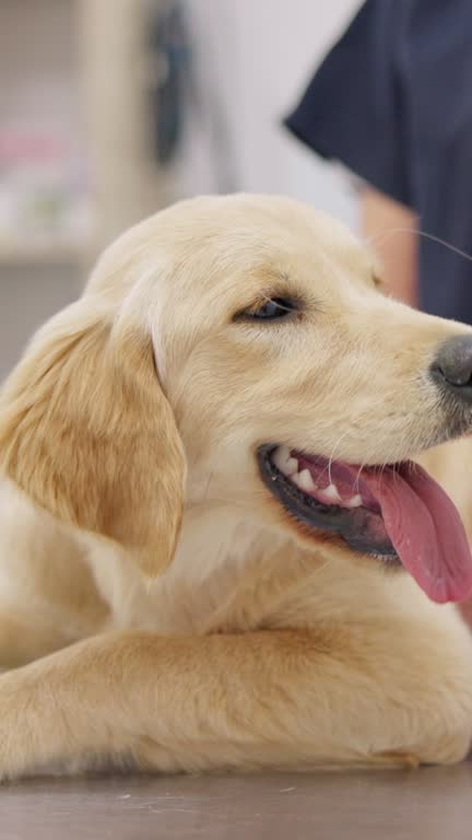 وفادارسازی صاحبان پت در کلینیک دامپزشکی سنندج