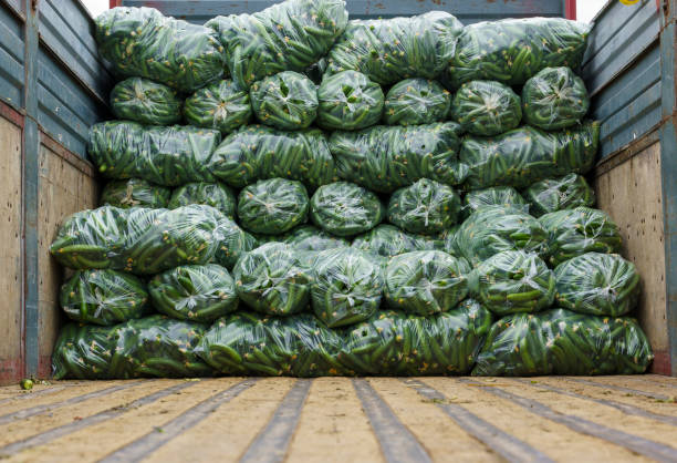 برداشت خیار در گلخانه مدرن - بازاریابی محصولات کشاورزی و تحلیل بازار با هوش مصنوعی