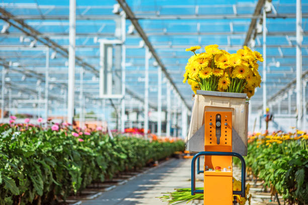 بازاریابی گلخانه با محتوای بصری