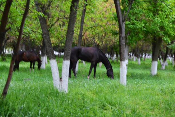 برندینگ دیجیتال بین‌المللی برای اسب اصیل ترکمن