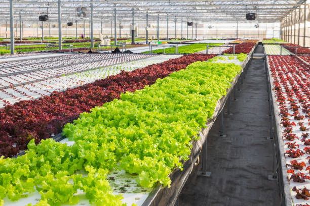 گلخانه هیدروپونیک مدرن مجهز به اینترنت اشیا کشاورزی