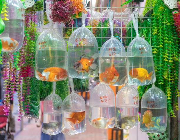 بازاریابی دیجیتال پرورش ماهی و استراتژی فروش آنلاین آبزیان