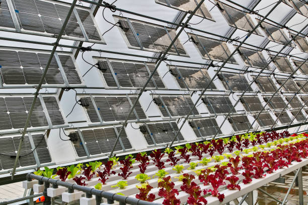 آینده کشاورزی هوشمند با طراحی وبسایت فروشگاهی در ایران