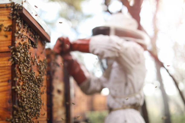 طراحی وبسایت فروشگاهی برای زنبورداران و فروش مستقیم عسل