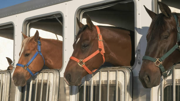 صادرات اسب اصیل ترکمن و لجستیک بین‌المللی