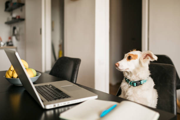 طراحی وبسایت فروشگاهی برای کلینیک دامپزشکی