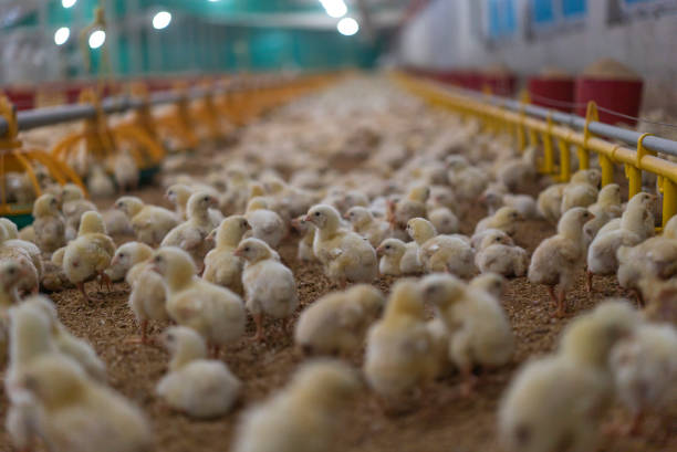 مدیریت سلامت گله‌های طیور با نرم افزار CRM دامپزشکی