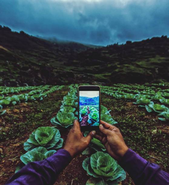 بازاریابی اینستاگرام کشاورزی و راهنمای فروش آنلاین برای گلخانه