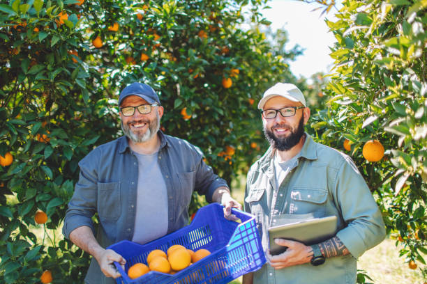 برندینگ دیجیتال برای فروش مستقیم مرکبات از باغ