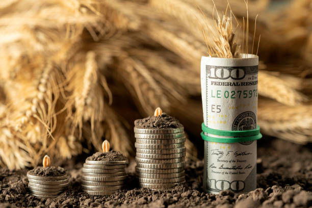 افزایش سودآوری با فروش مستقیم محصولات گلخانهای از طریق وبسایت فروشگاهی