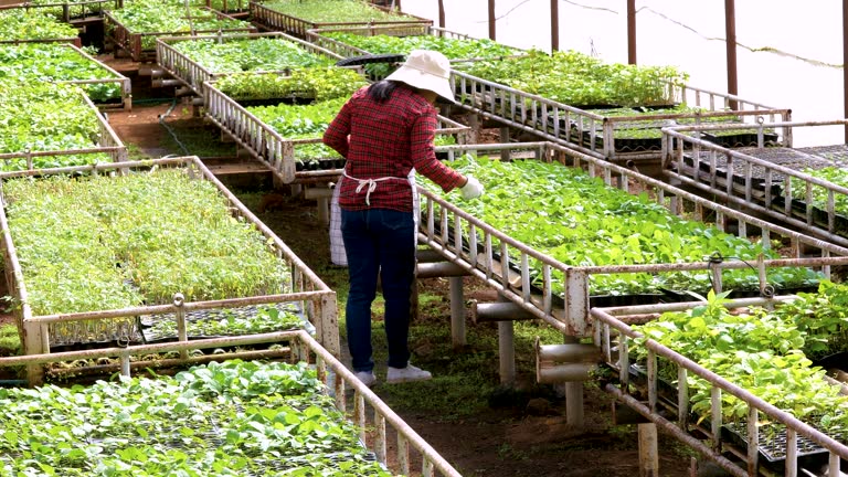 دیجیتال مارکتینگ برای گلخانهها با پینو سایت