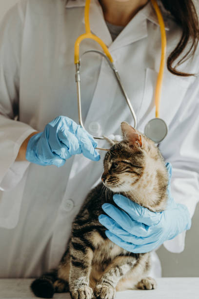 مدیریت مطب دامپزشکی آنلاین با پینو سایت