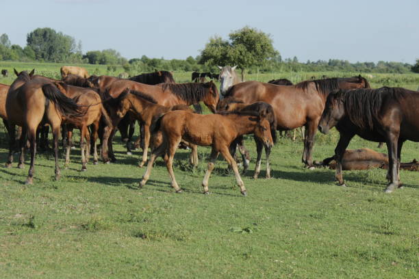 برندینگ و طراحی سایت پرورش اسب اصیل ترکمن